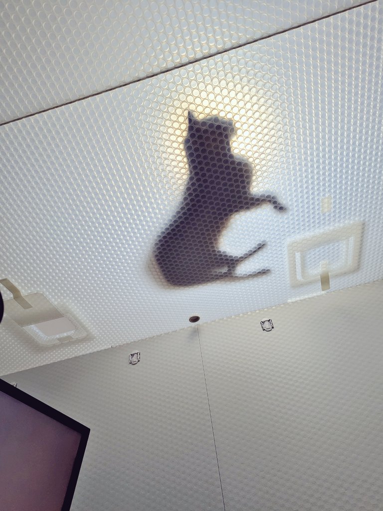 防音室の上でくつろいでいる猫ちゃん