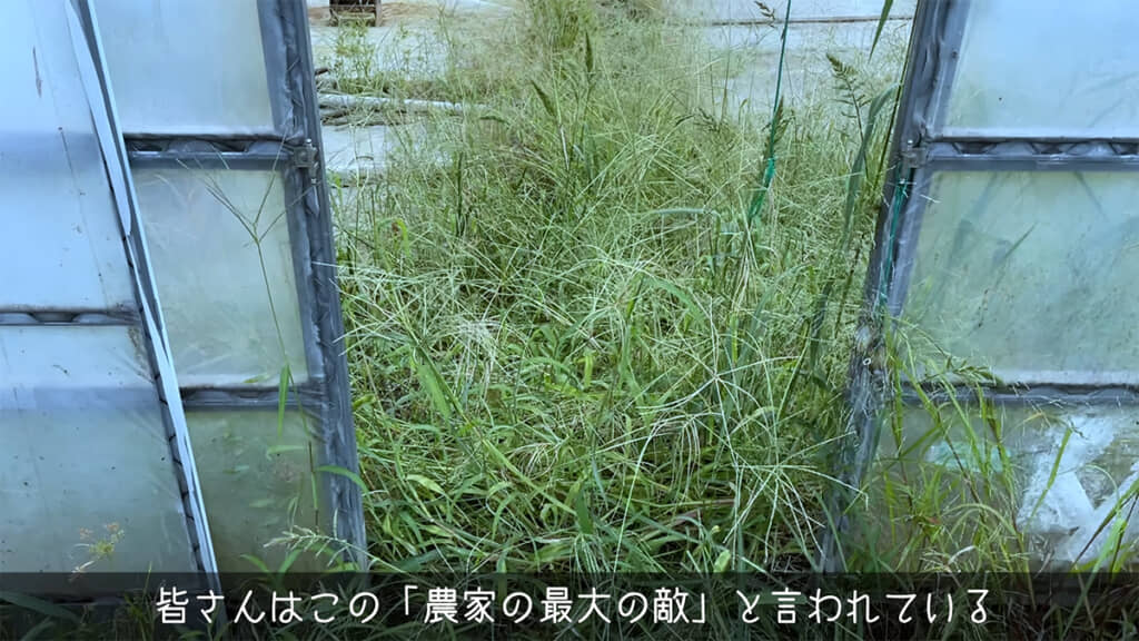農家の最大の敵が現れました