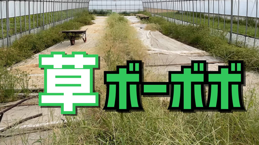 ハウスの中は雑草まみれになっていました