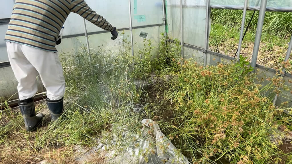 雑草に重曹をまいてみます