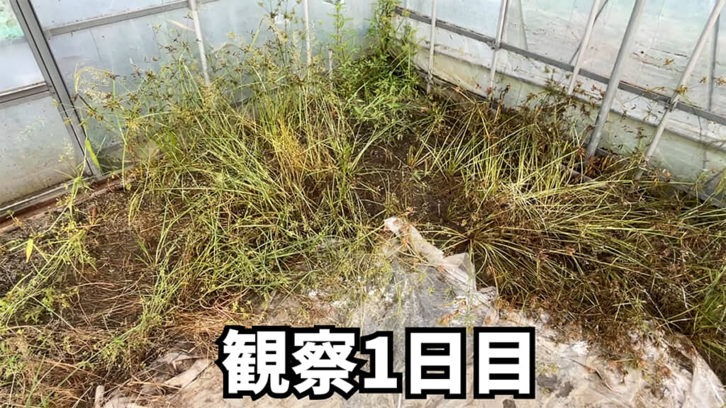 重曹をまいた翌日、すでに効果が出ているようです