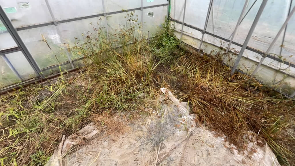 3日後、特に水をまいた右側の雑草が枯れています