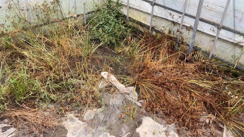 1週間後。重曹で雑草を枯らせるという情報は本当でした