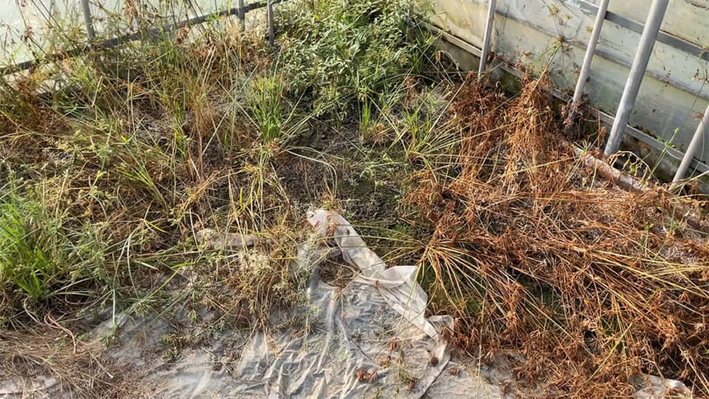 重曹で雑草を枯らしたい時は、水分が必須のようです