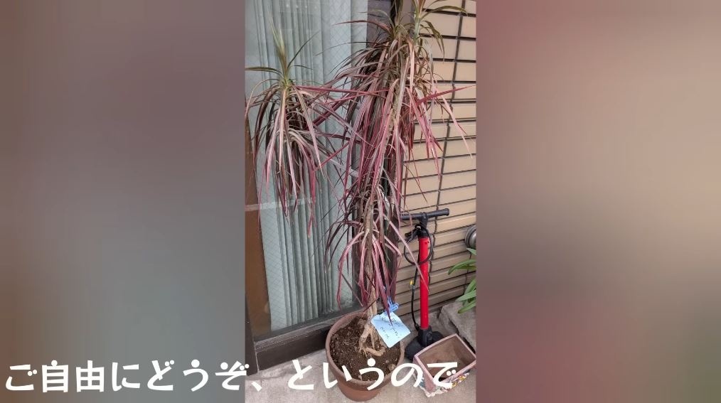 出会ったときの観葉植物の様子