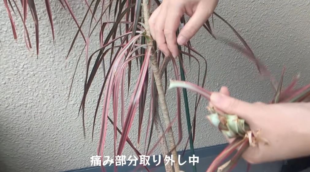 傷んだ部分を取り除く