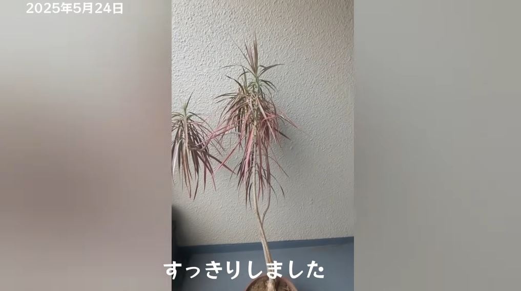 すっきりしました