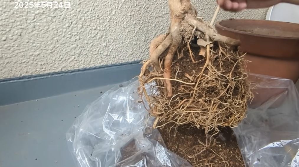 立派な根っこ