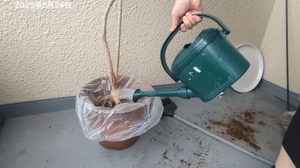 水につけておくことに