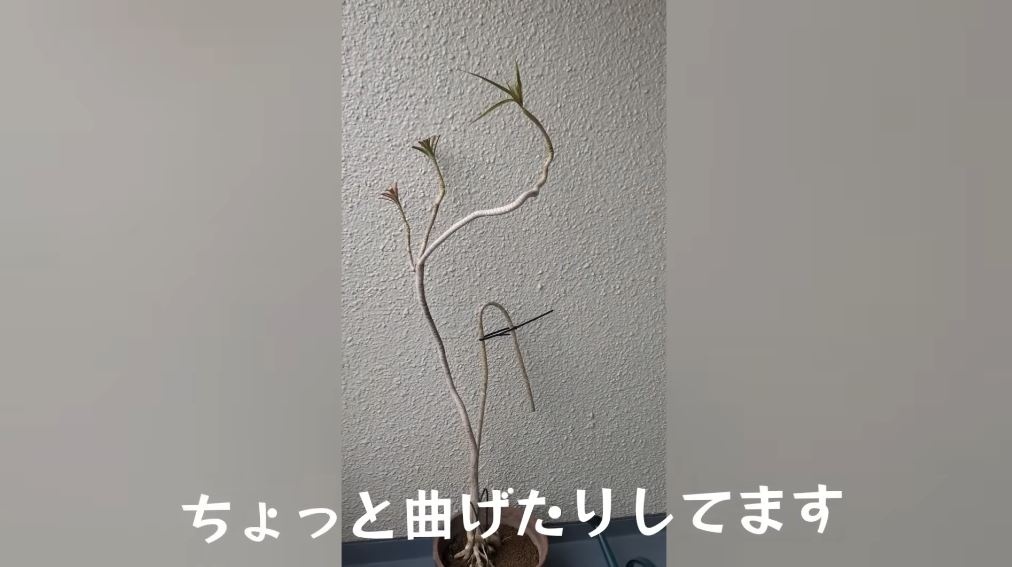 さらにすっきり