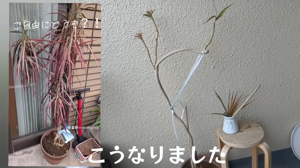 1週間後の姿