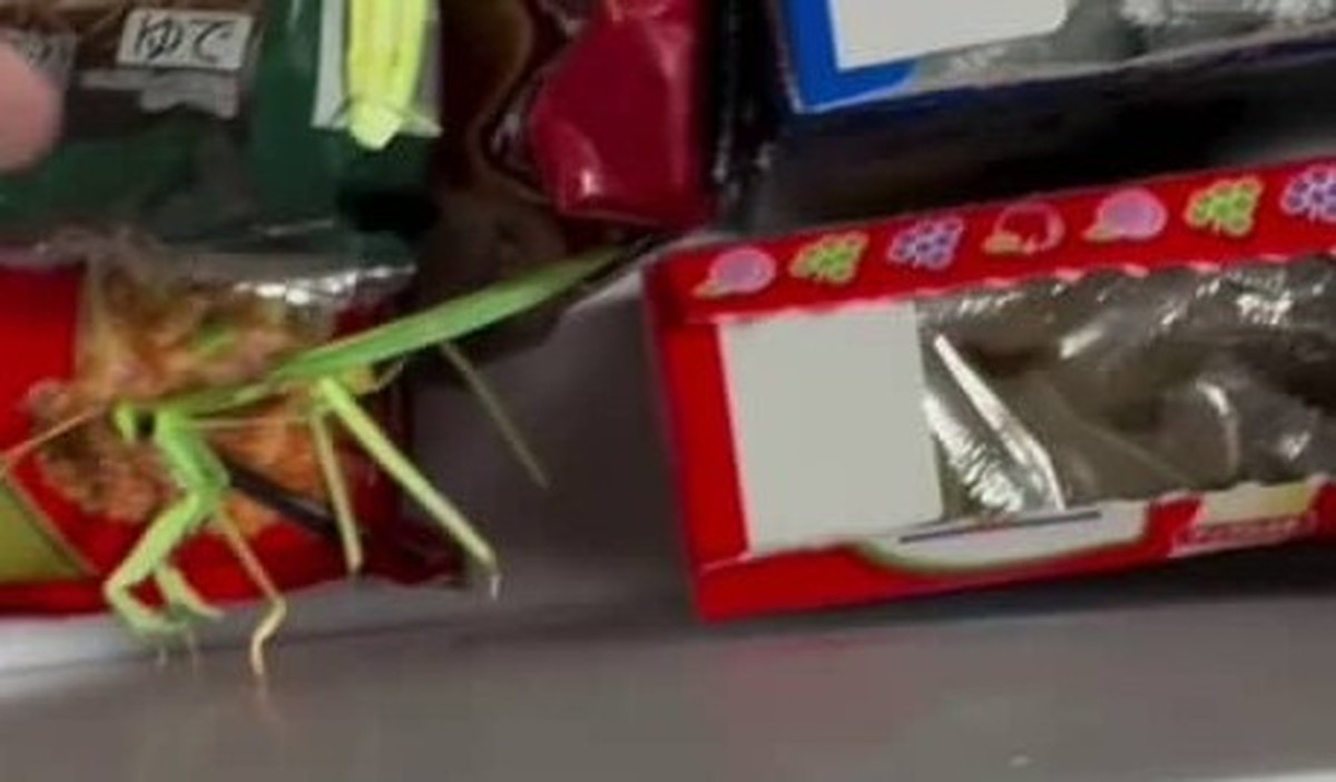 冷凍室から大量の「カマキリ」→まさかの光景と明かされた“事実”が100万再生「ザワザワする」「びっくり」（1/3） | ライフスタイル ねとらぼ