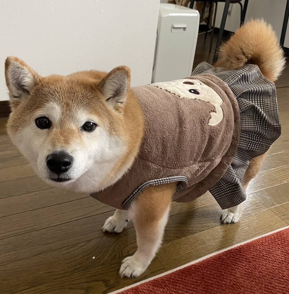 九ちゃんのごきげんな洋服に