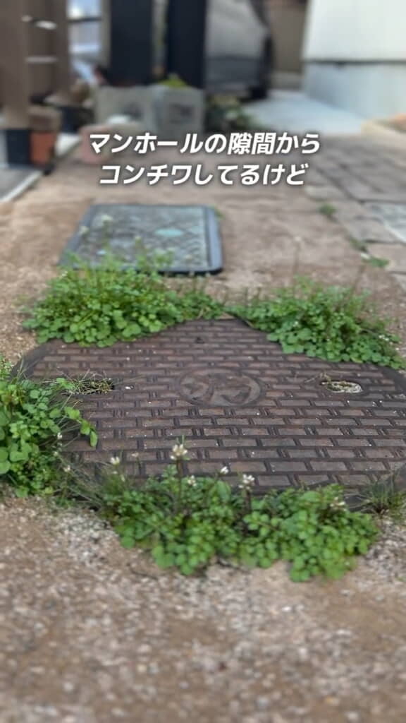 しっかり撒けなかったマンホールの周囲には生えてしまった