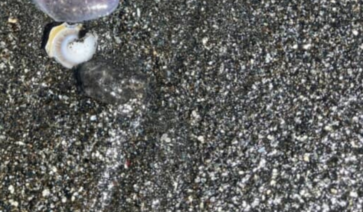 浜辺で見つけた貝殻→拾ってみたら…… “まさかの状態”に「貝って脱皮する??」「すごい」(1/3) | ハンドメイド ねとらぼ