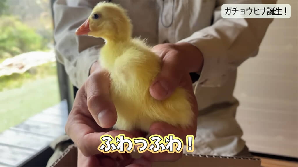 生まれて24時間ほどのガチョウのヒナ、ふわっふわです