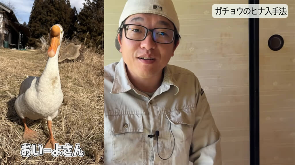 夫妻宅のガチョウ「おいーよ」さん