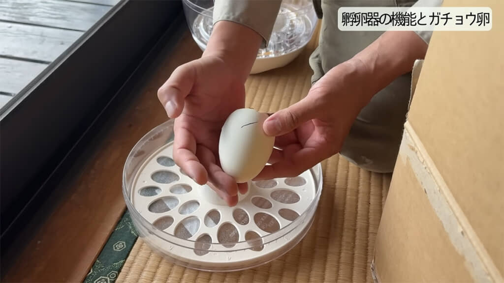 毎日手動で転卵をしました