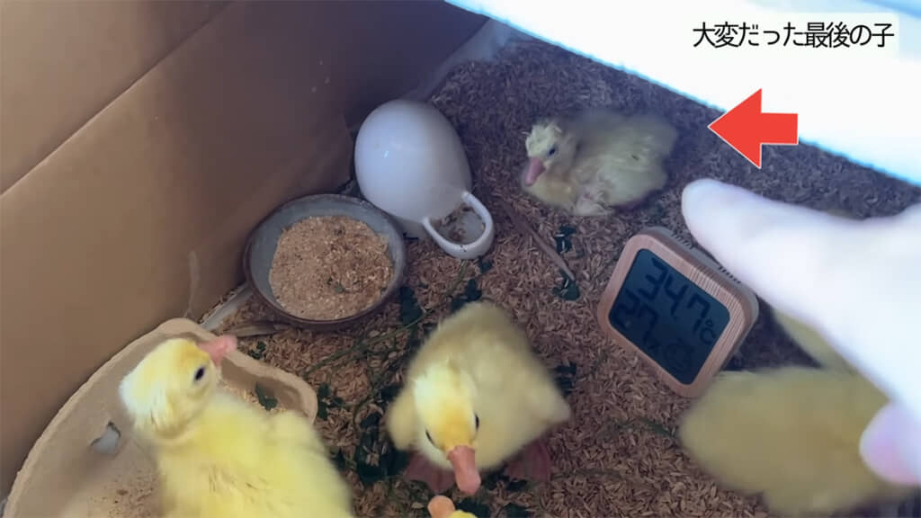 最後に生まれたヒナ