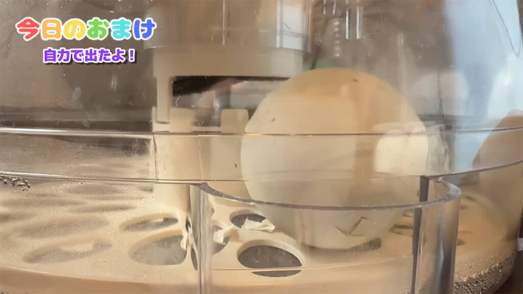 卵がゆらゆらと動いて……