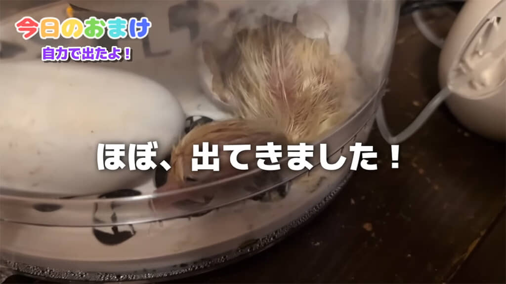 卵から出てくる際のパワフルな動きに驚きます