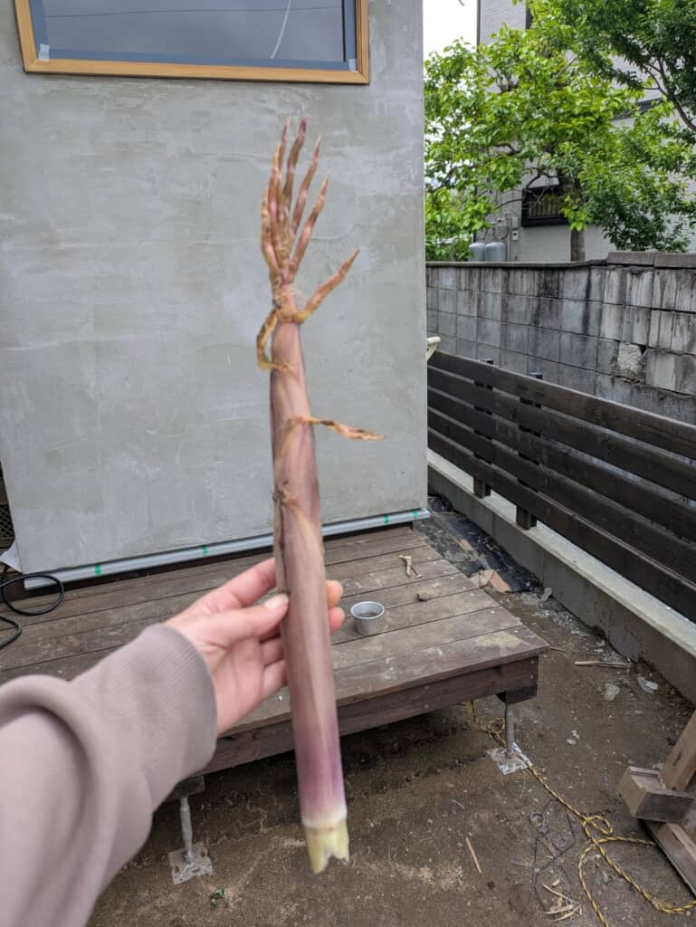 収穫されたたけのこ
