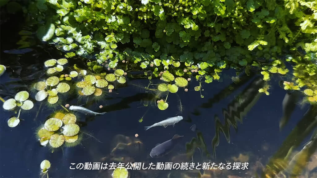 ビオトープに突如現れた“謎の黒い魚”