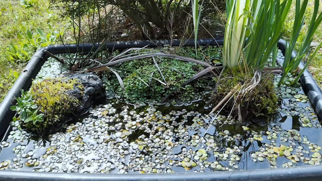 ビオトープの清掃を行います