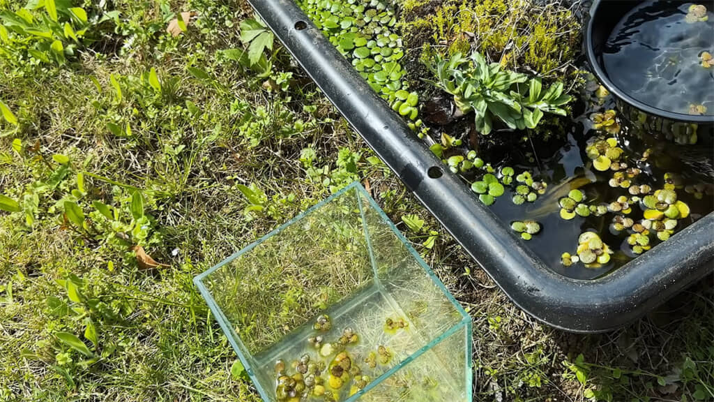 水草や植物を取り出して