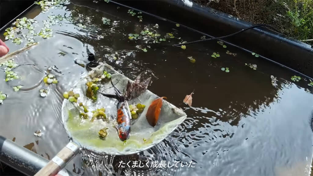 たくましく成長していた3匹＋1匹