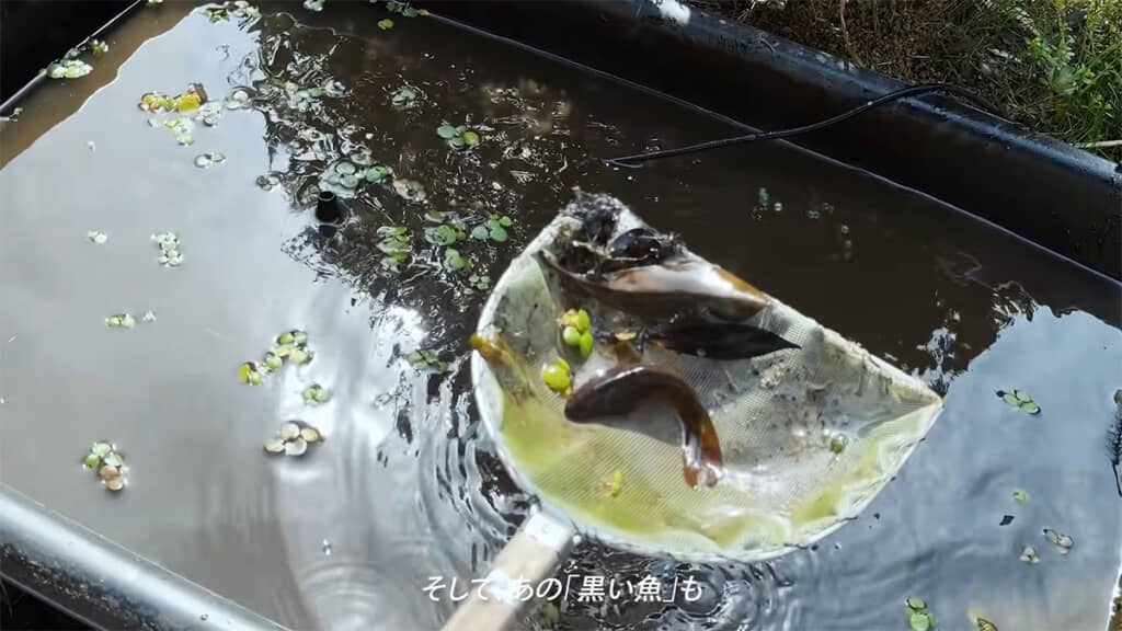 謎の黒い魚も姿を現しました