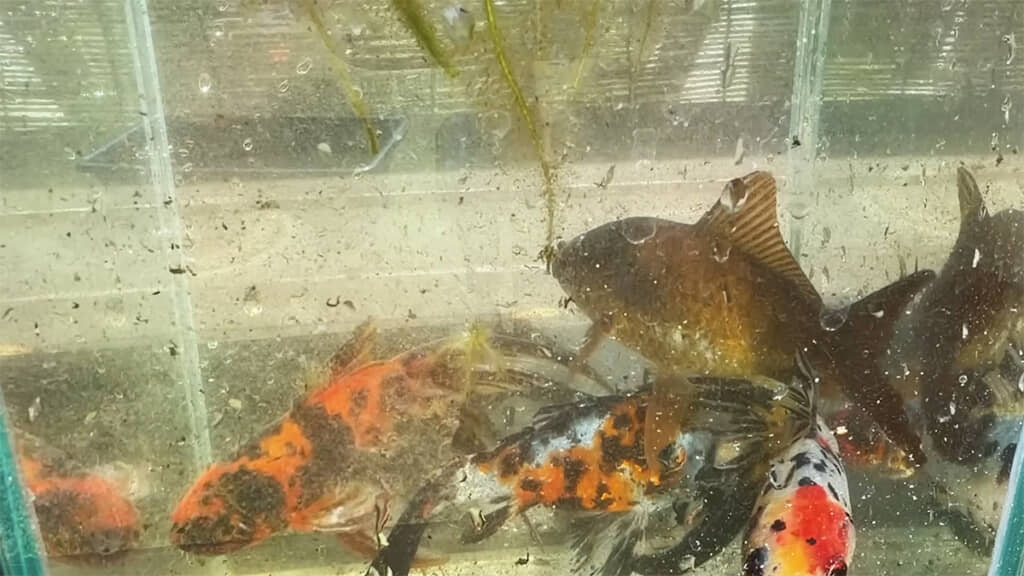 この魚は一体どこから来たのでしょうか……