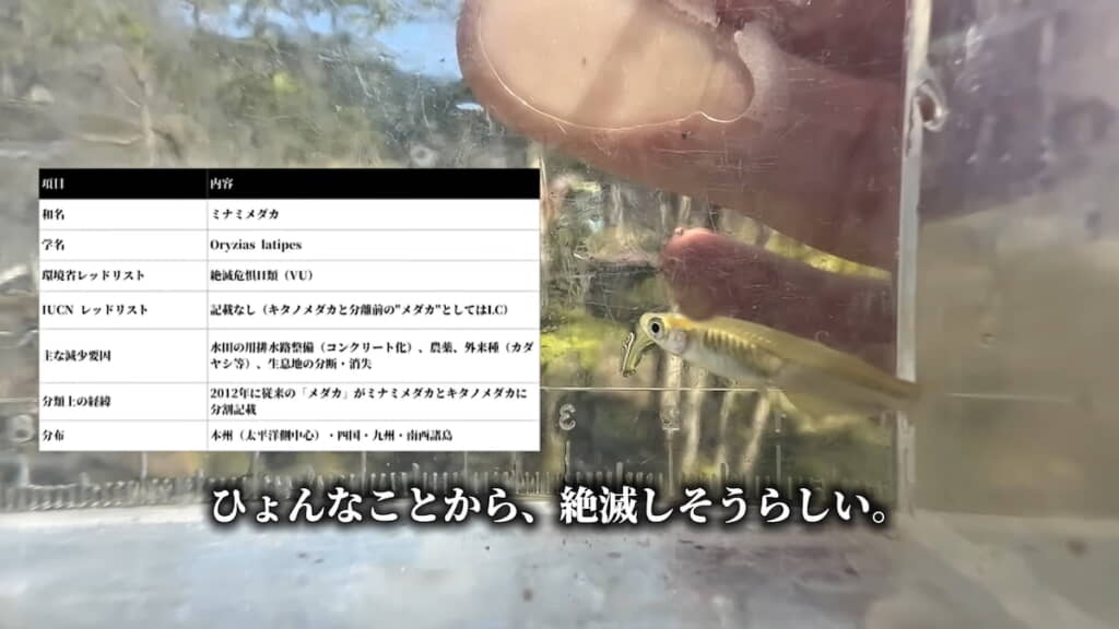 絶滅危惧種のミナミメダカ