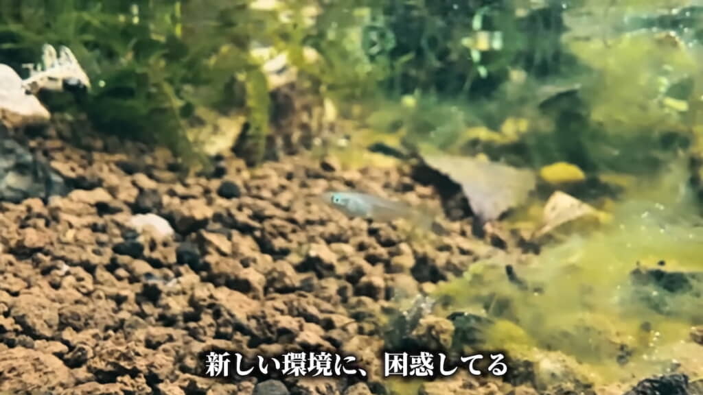困惑しているような様子も
