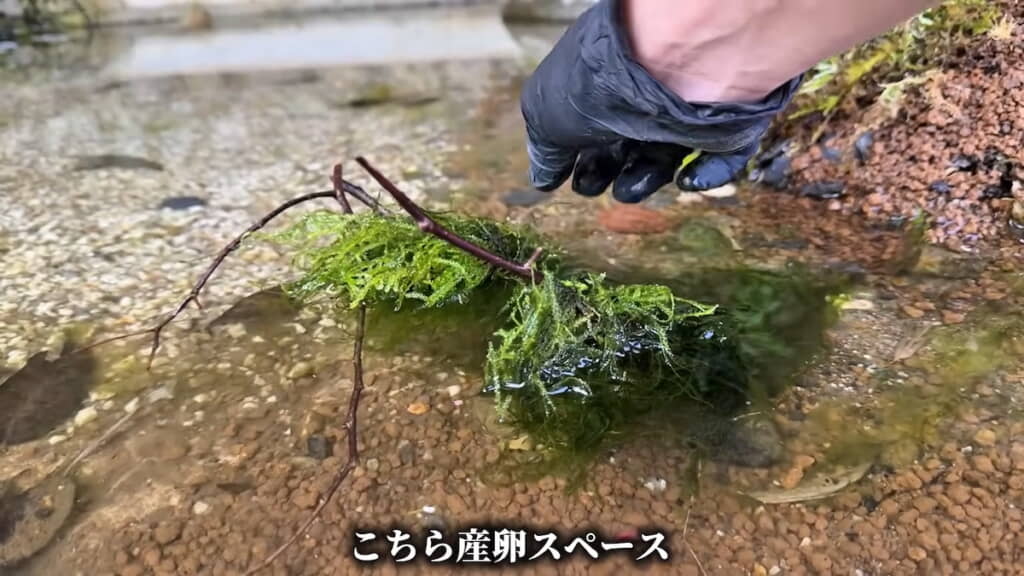 枝とモスで作った産卵スペース