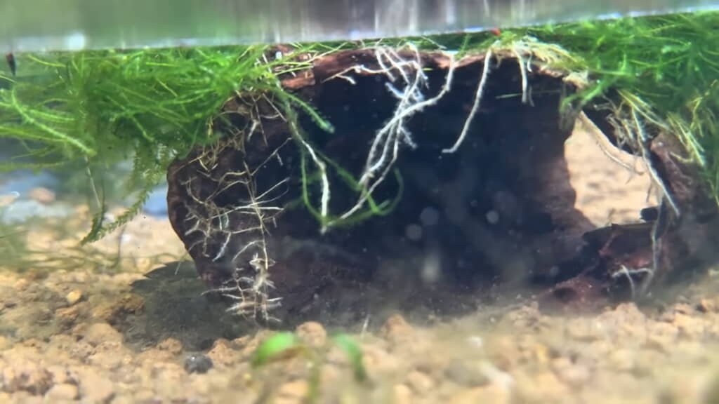 中が空洞になっている流木も