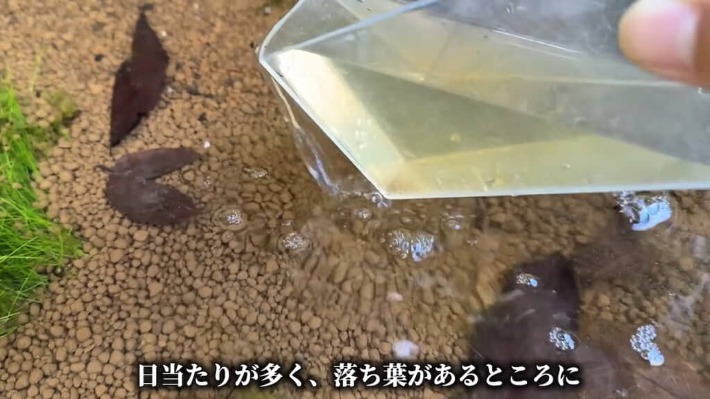 ミジンコを投入