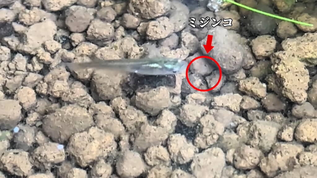 さっそくミジンコを食べる様子も