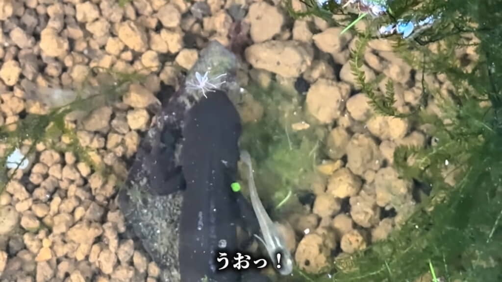 棲みついているイモリとすれ違う