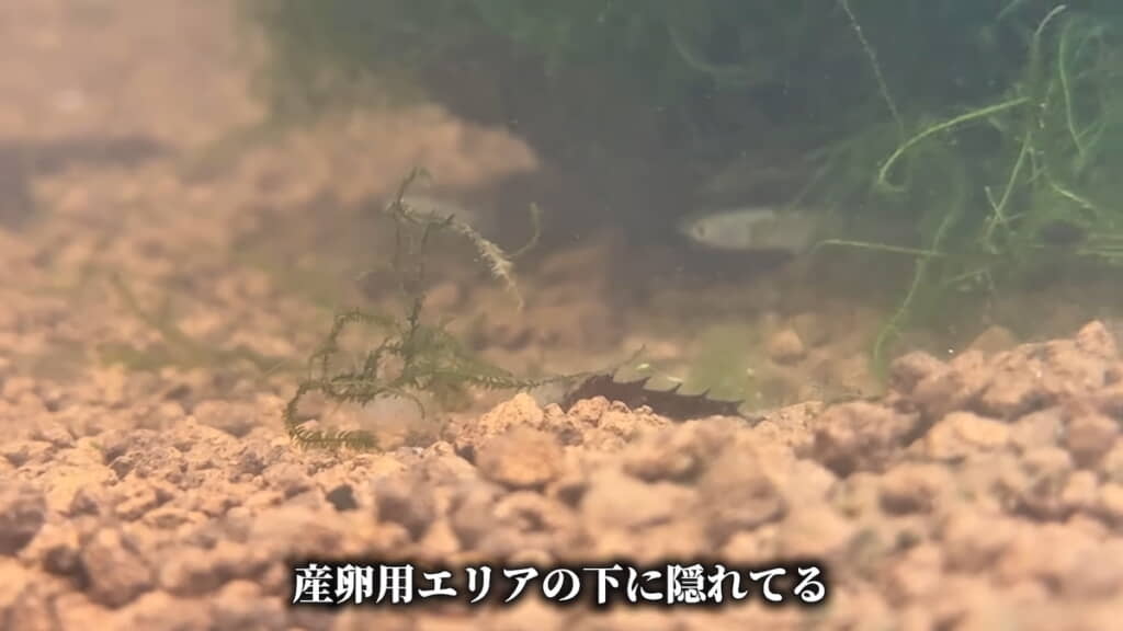 産卵スペースに隠れるミナミメダカ