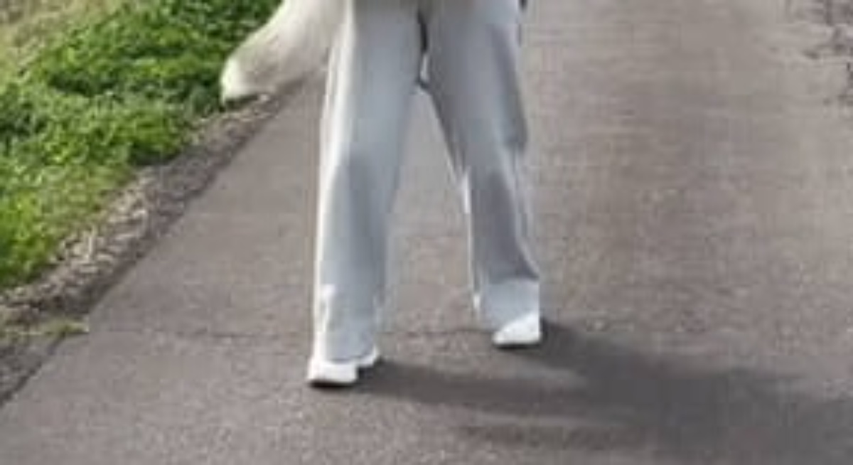 散歩中“31キロの小型犬”が歩かなくなり…… 通行人が二度見する光景に「たまらんww」「涙流して笑っちゃいます」(1/3) | 犬 ねとらぼ