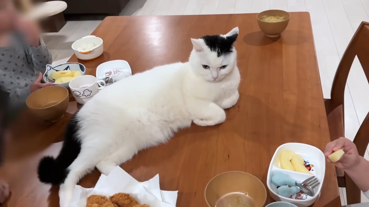 食べ物に興味ゼロなのに食卓に居座る猫→家族がイスを用意すると……　「泣いてしまった」驚きの光景に「謎猫だこれ」「愛が溢れてる」（1/3） | 猫 ねとらぼ