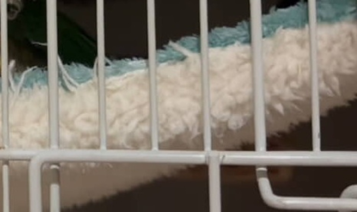 「朝起きて怖かった」インコと暮らす飼い主が目にしたのは……　血の気が引く光景に「びっくり」「心配しました」（1/3） | その他生き物 ねとらぼ
