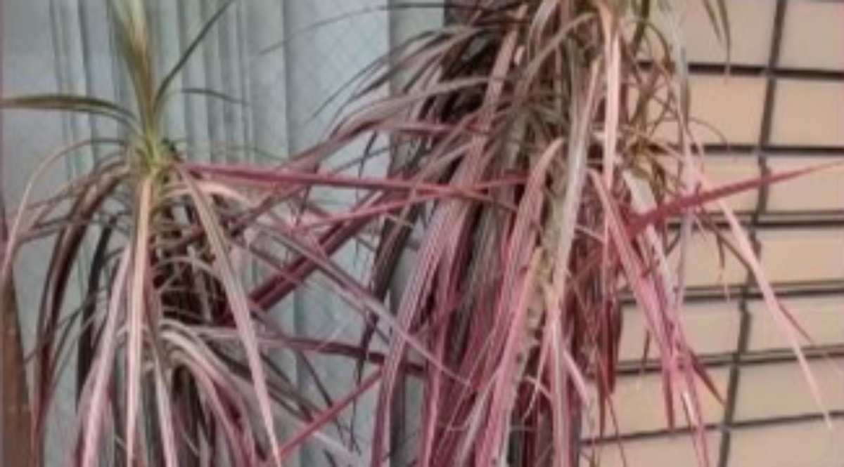 「ご自由にどうぞ」と捨てられていたボロボロの観葉植物、持ち帰ってみると……1週間後の姿に「すごい」 1年後を投稿者に聞いた(1/3) | ライフスタイル ねとらぼ