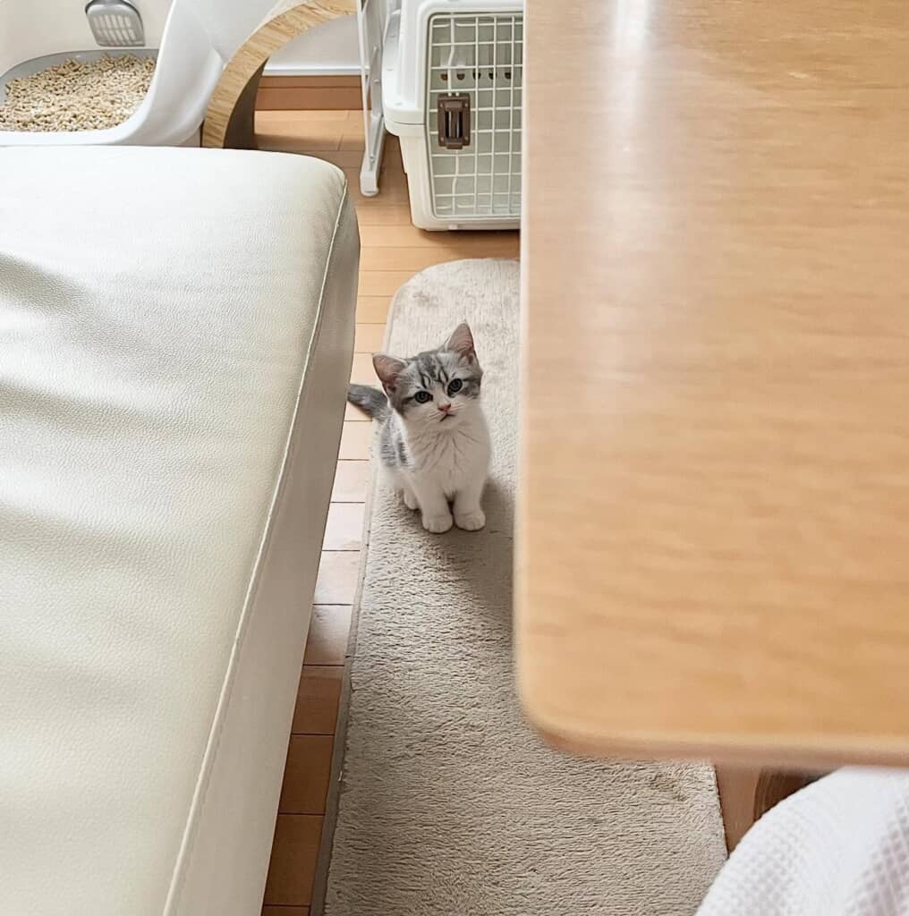 子猫時代のぽぽちゃん。かわいい！