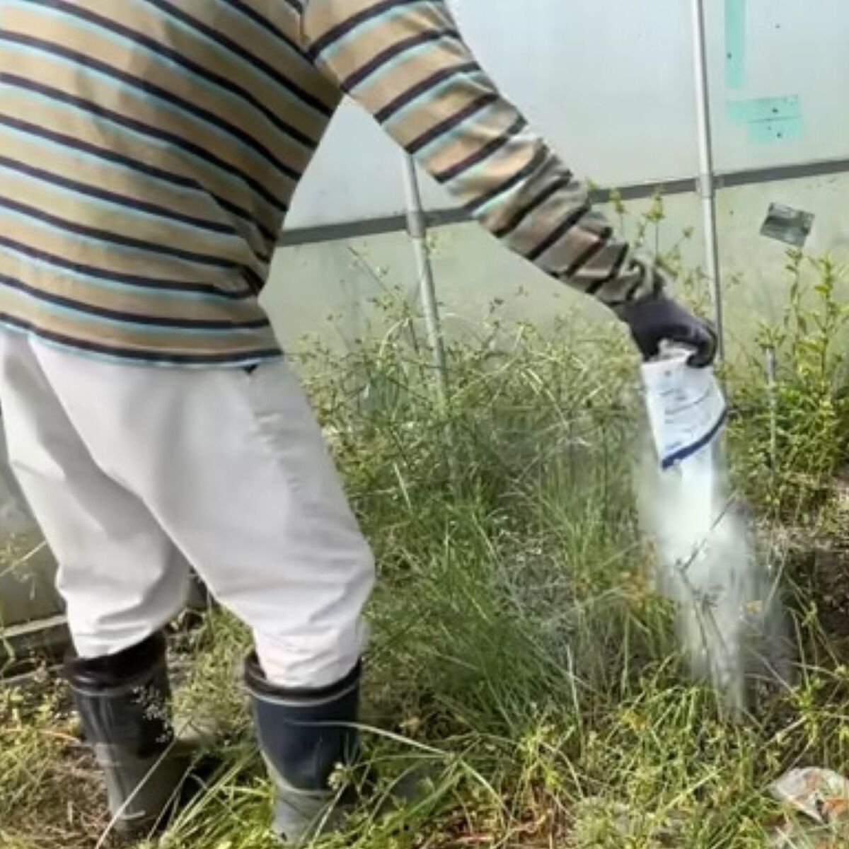 雑草にダイソーの重曹をパラパラとかけ→2週間後……　目を疑う光景に「画期的ですね」「さっそく5袋購入しました」と782万再生 | ライフスタイル ねとらぼ