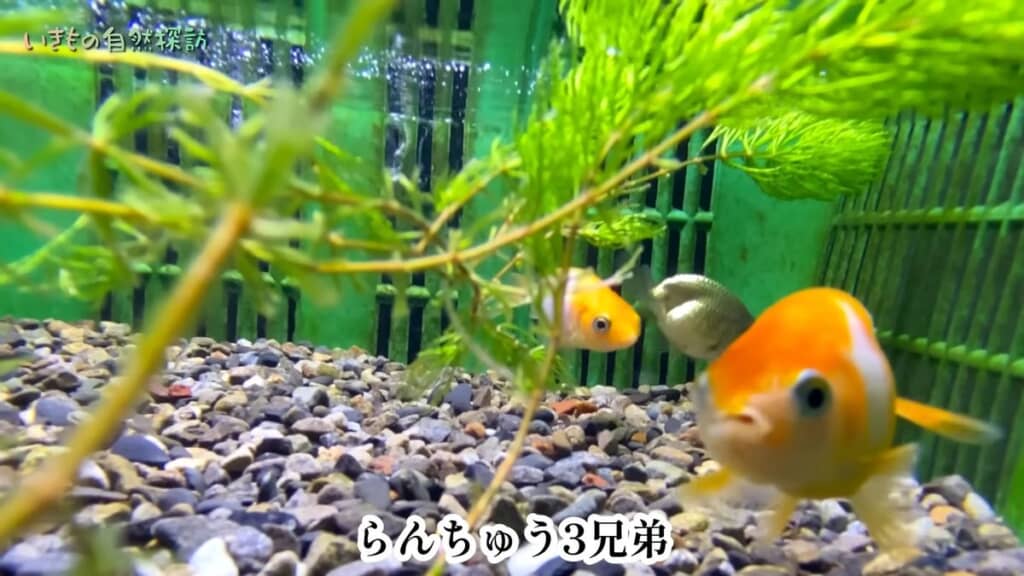 川で保護した3匹のランチュウと思われる金魚