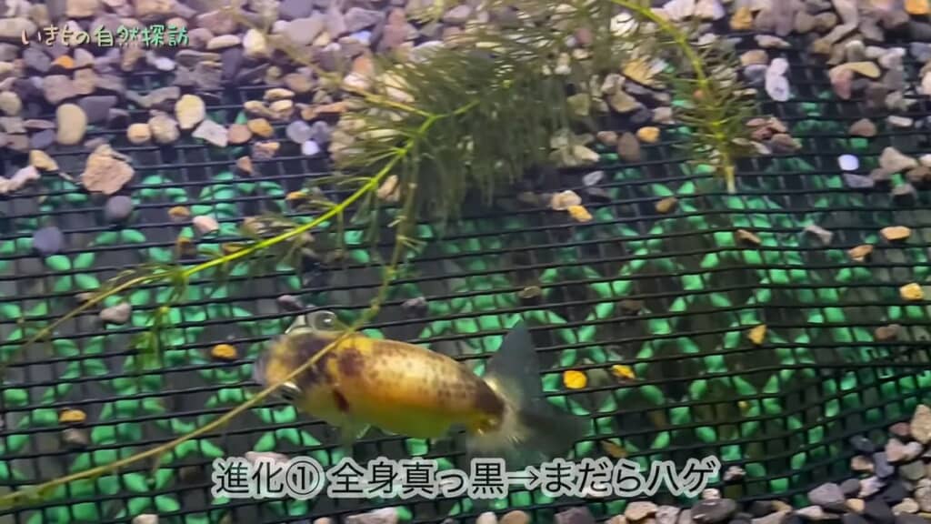 真っ黒だった状態からまだら模様に体色が変化した中サイズのランチュウ