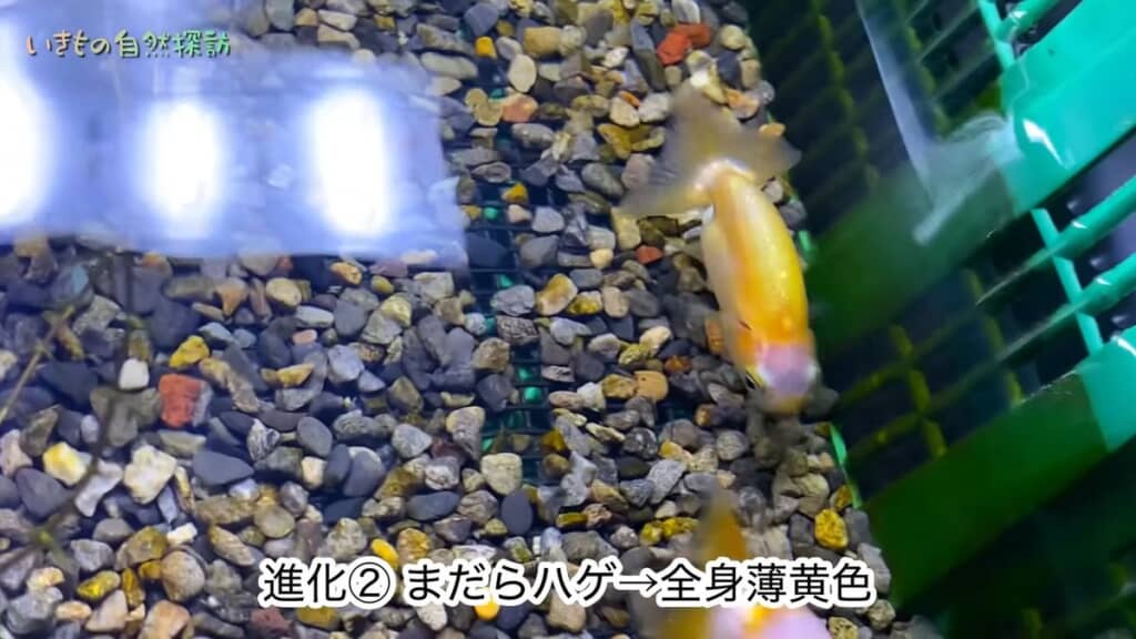 まだら模様から薄黄色に変化した中サイズのランチュウ