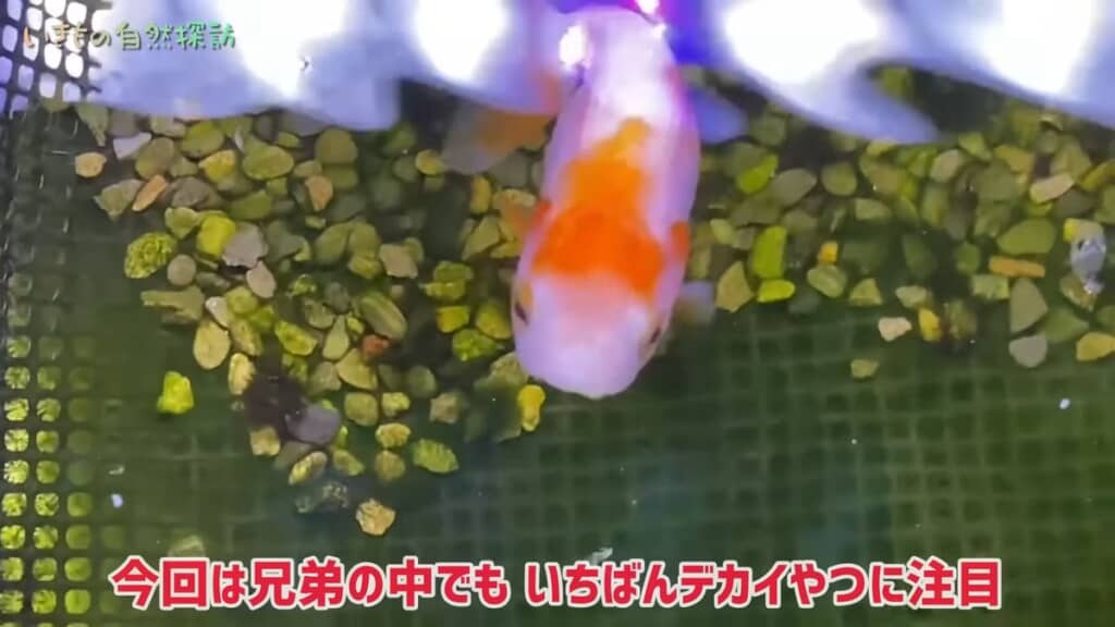 体色が変化し始めた最も大きなランチュウ